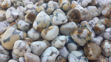 Load image into Gallery viewer, SPOTTED AGATE Tumbled Stone One (1) Medium/Large Natural Tumble Stone