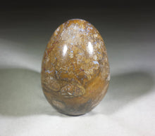 Load image into Gallery viewer, PETRIFIED WOOD EGG Natural Stone Hand Carved Gemstone Egg